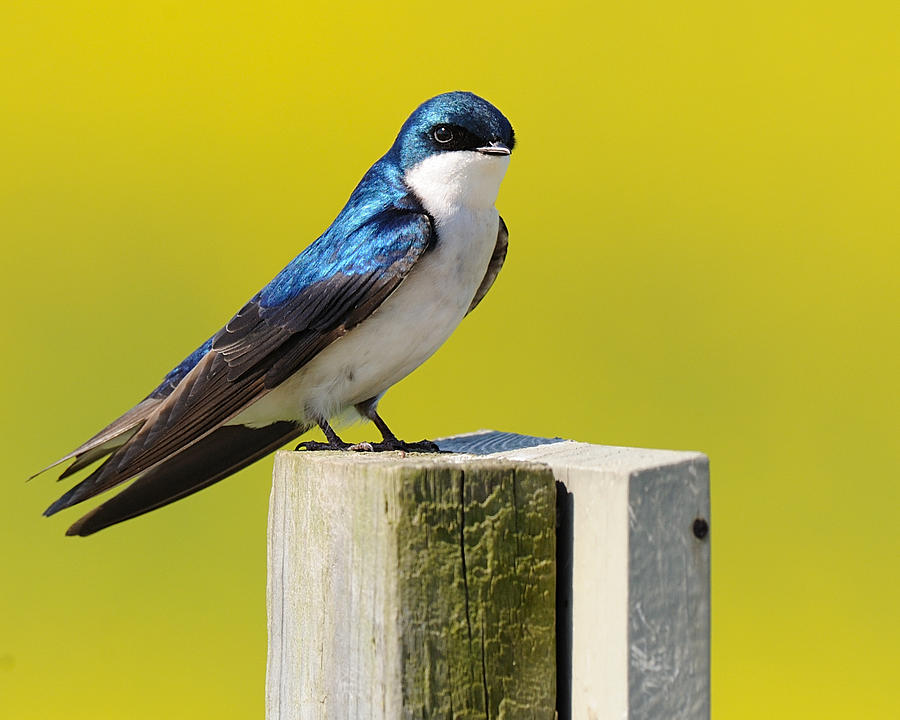 Tree Swallow Digital Art - Tree Swallow by Angel Cher Tree Swallow Digital Art - Tree Swallow by Angel Cher