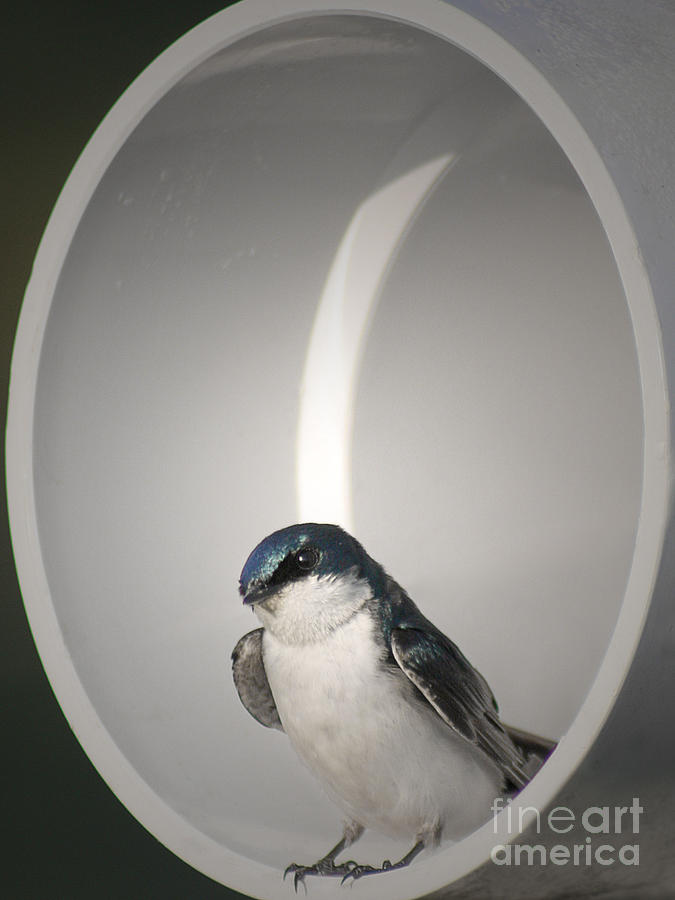 Swallow Photograph - Tree Swallow by Anita Oakley