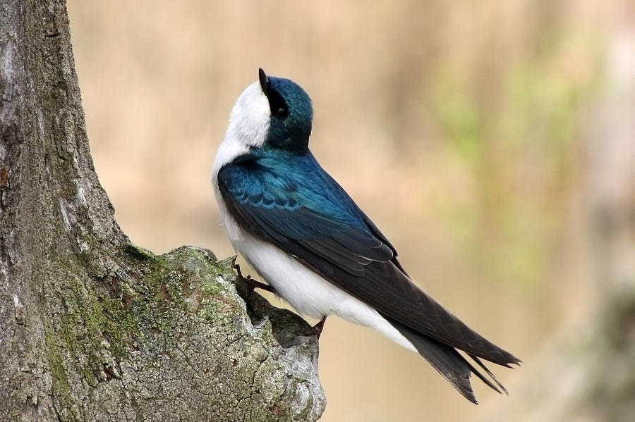 Tree Swallow Photograph by Ann Bridges