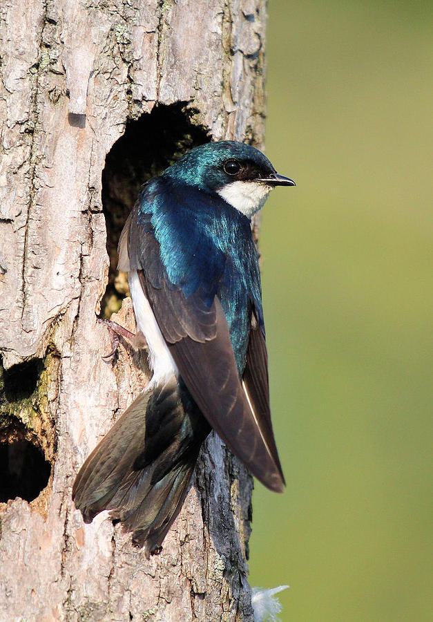 Tree Swallow at Nest Photograph by John Dart