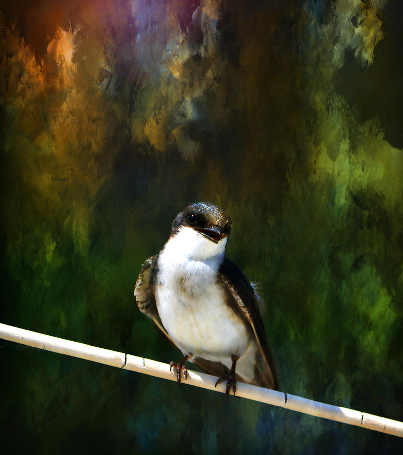 Tree Swallow Photograph by Deena Stoddard