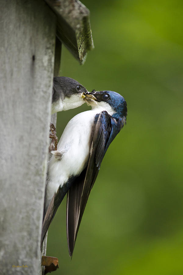 Tree Swallow Feeding Chick Photograph by Christina Rollo