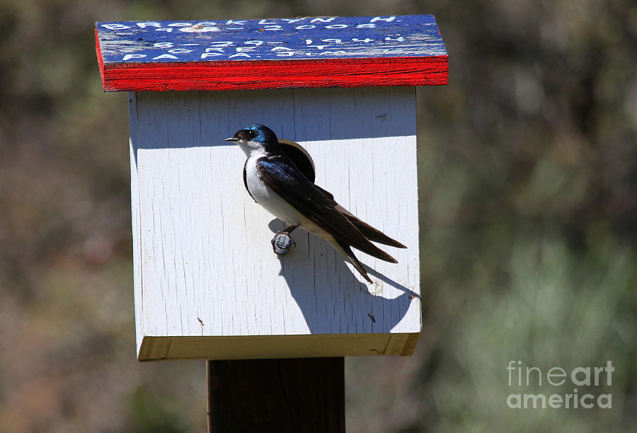 Tree Swallow Home Photograph by Michael Dawson