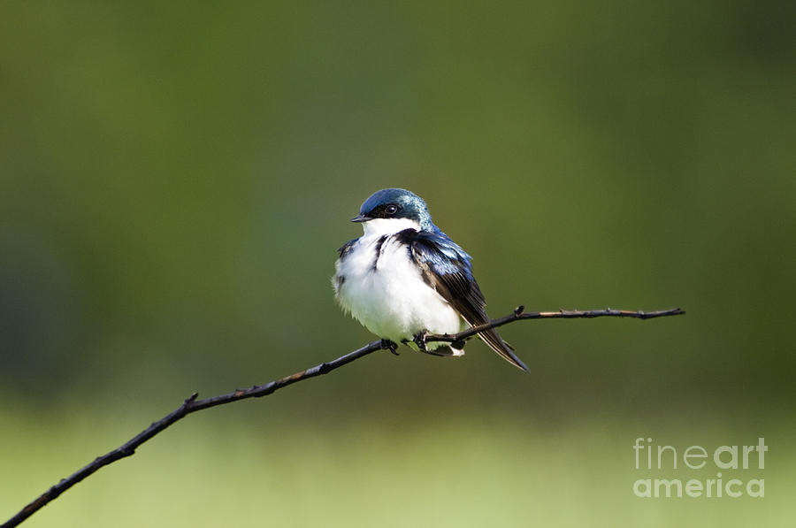 Tree Swallow III - D009016 Photograph by Daniel Dempster