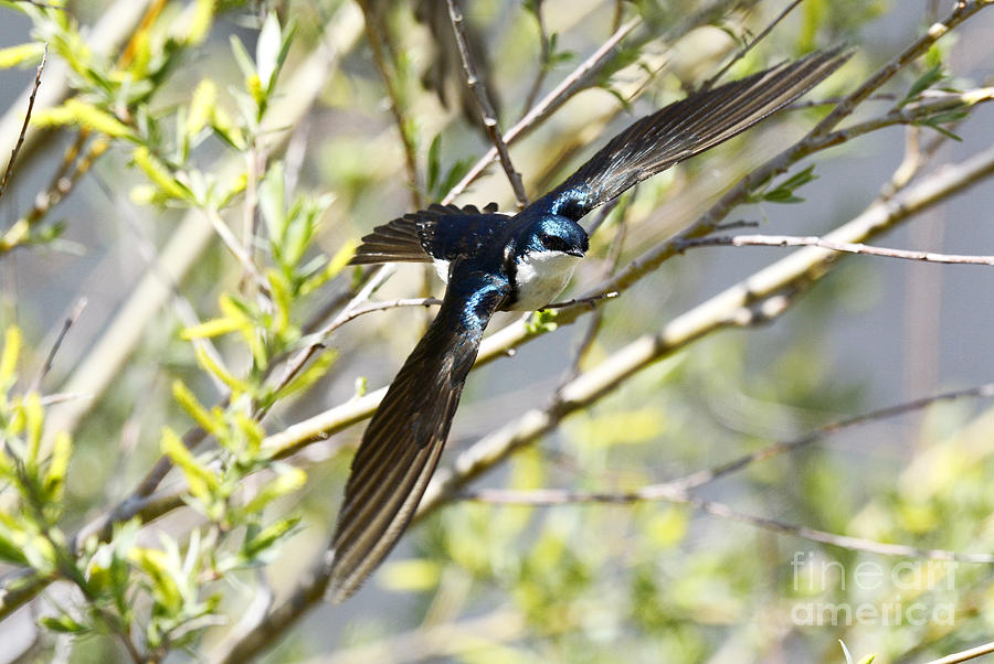 Tree Swallow in Flight Photograph by Dennis Hammer