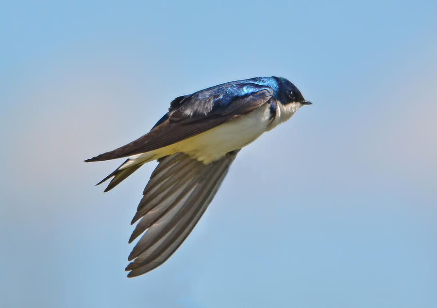 Tree Swallow In Flight Photograph by Karl Barth