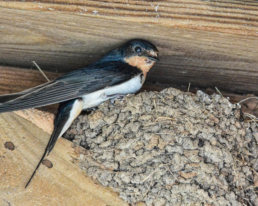 Tree Swallow in Nest Photograph by Jai Johnson