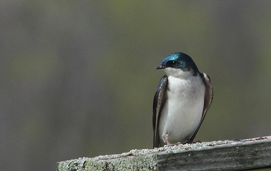 Swallow Photograph - Tree Swallow  by James Hammen
