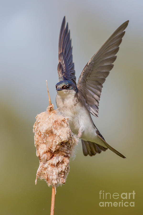 Tree Swallow Landing on Cattail Photograph by Jerry Fornarotto