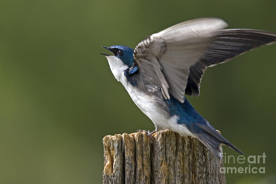 Tree Swallow Photograph by Linda Freshwaters Arndt