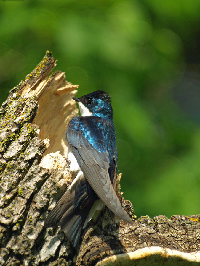 Tree Swallow Photograph by James Peterson