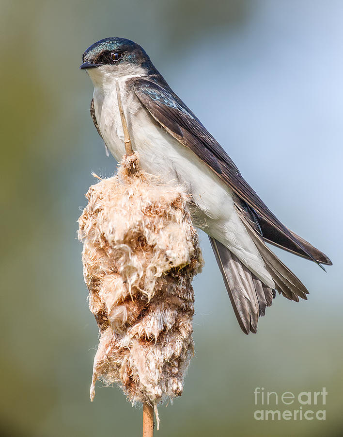 Tree Swallow on Cattail Photograph by Jerry Fornarotto