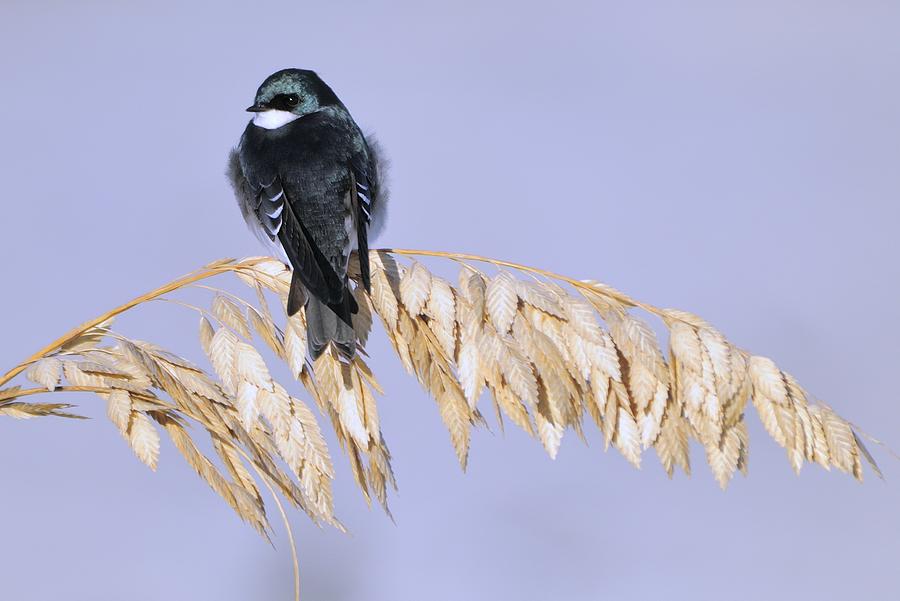 Tree Swallow on Sea Oats Photograph by Bradford Martin
