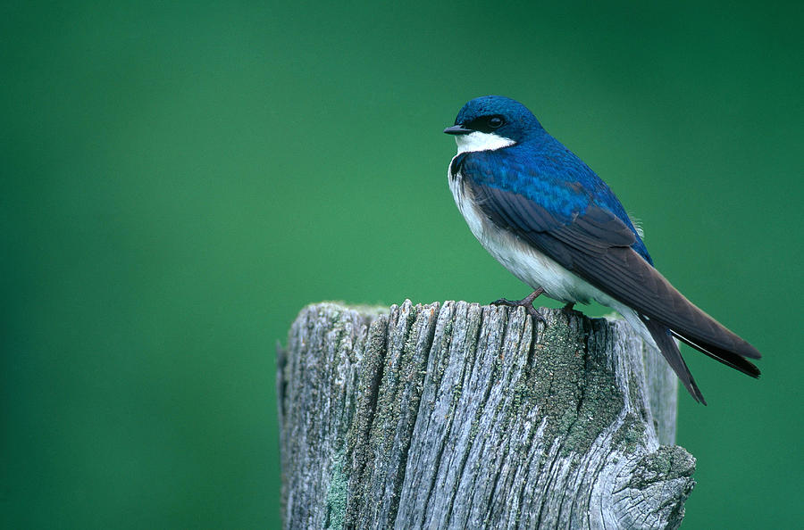 Tree Swallow Photograph by Paul J. Fusco