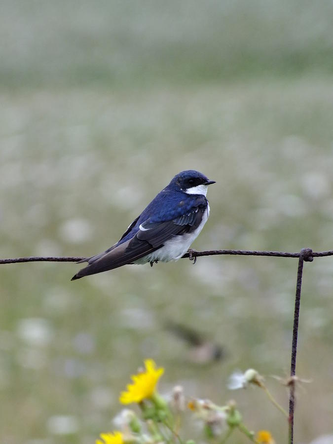 Tree Swallow Photograph by Peggy King