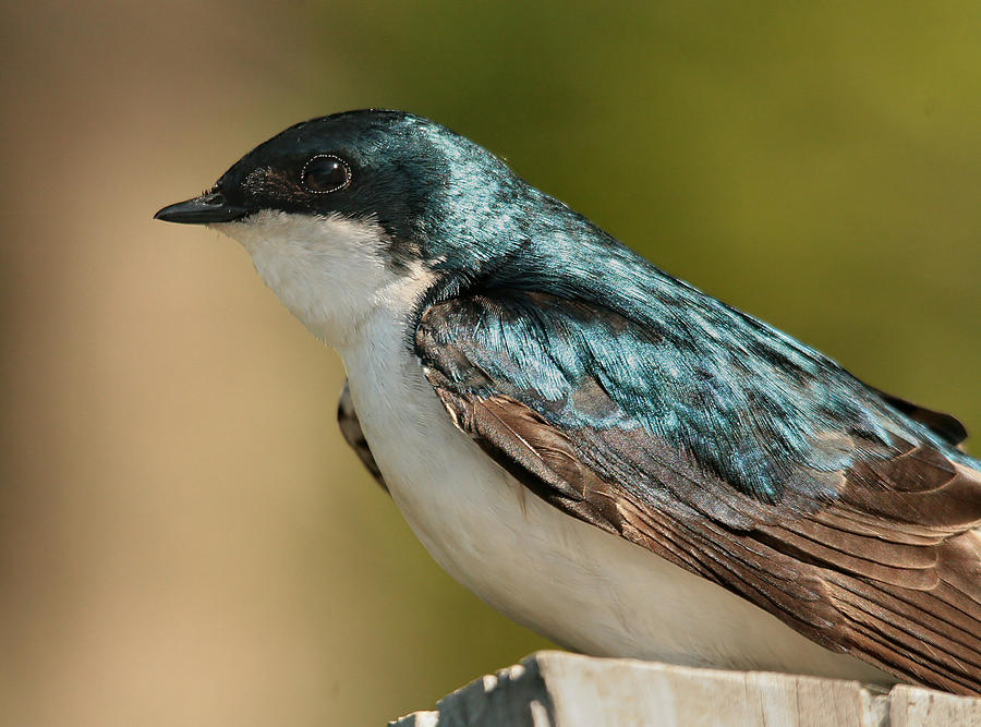 Tree Swallow Photograph by Roger Becker