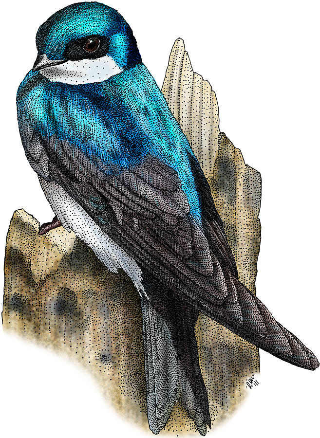 Tree Swallow Photograph by Roger Hall