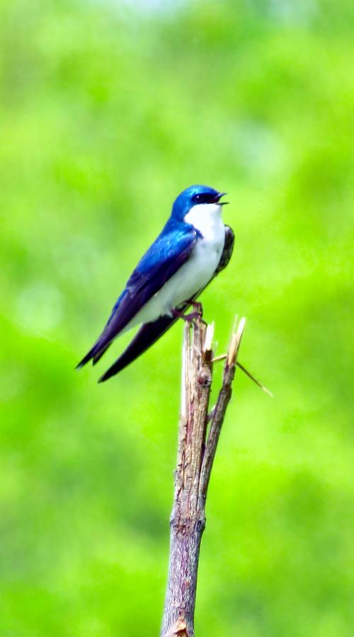 Tree Swallow Singer Photograph by Art Dingo