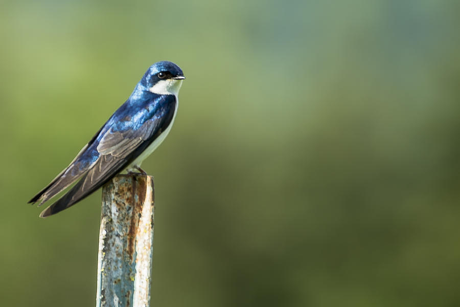 Tree Swallow Sitting on a Post Photograph by Belinda Greb