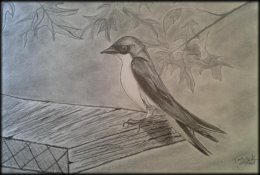 Tree Swallow Study Drawing by Tony Clark