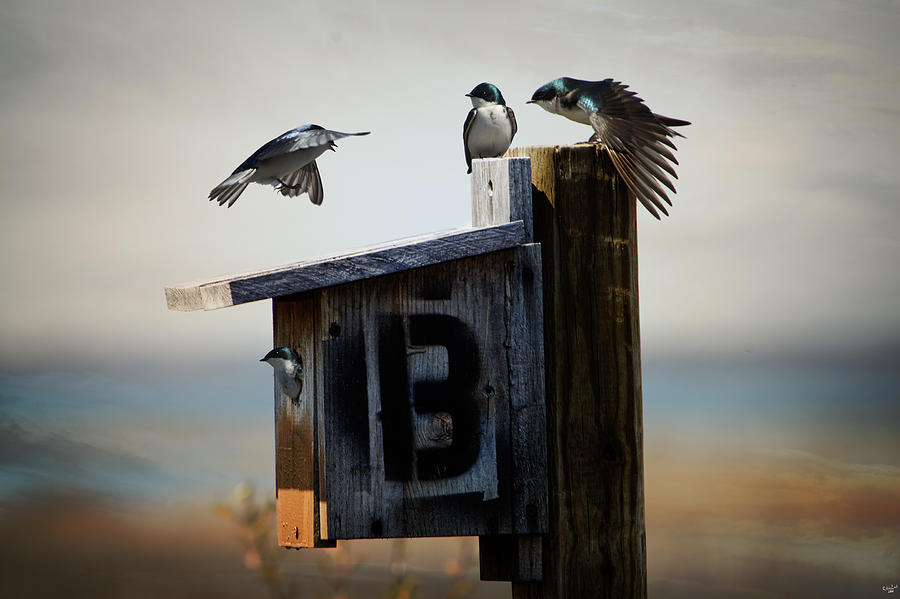 Tree Swallows Photograph by Chris Lord