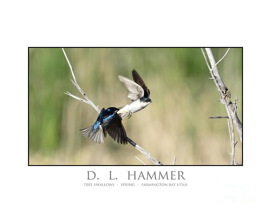 Tree Swallows Photograph by Dennis Hammer