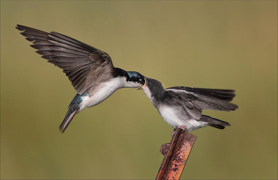 Tree Swallows Feeding Photograph by Daniel Behm