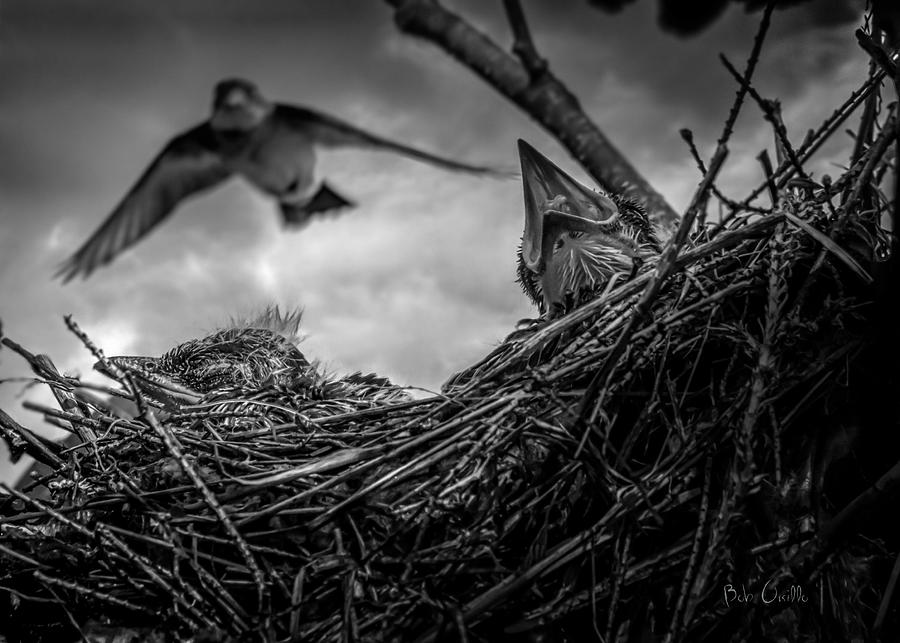 Tree Swallows in nest Photograph by Bob Orsillo