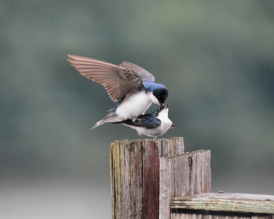 Tree Swallows Mating 2 Photograph by Jai Johnson