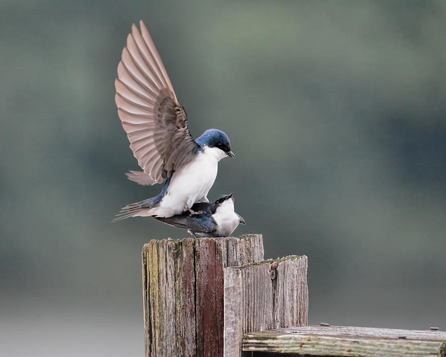 Bird Photograph - Tree Swallows Mating 3 by Jai Johnson