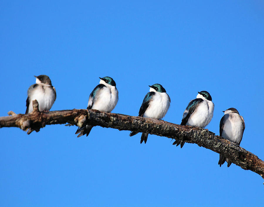Tree Swallows on a limb Photograph by John Dart