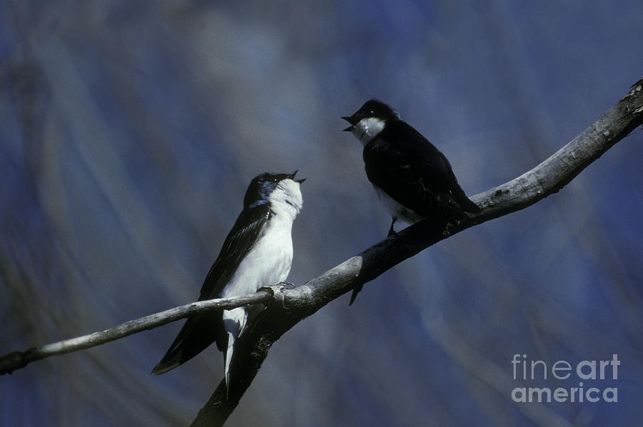 Tree Swallows Photograph by Ron Sanford