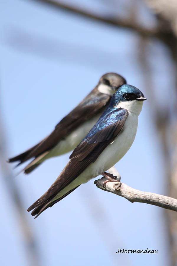 Animal Photograph - Tree Swallows by Sarah  Lalonde
