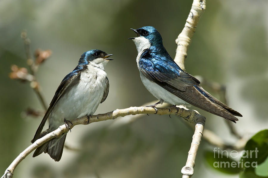 Tree Swallows Singing Photograph by Anthony Mercieca