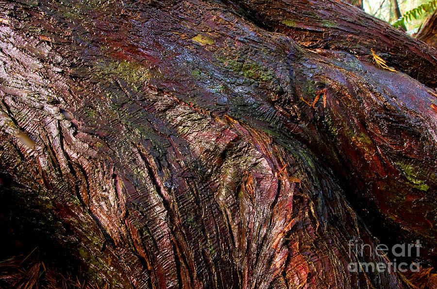 Tree Texture 6 Photograph by Terry Elniski