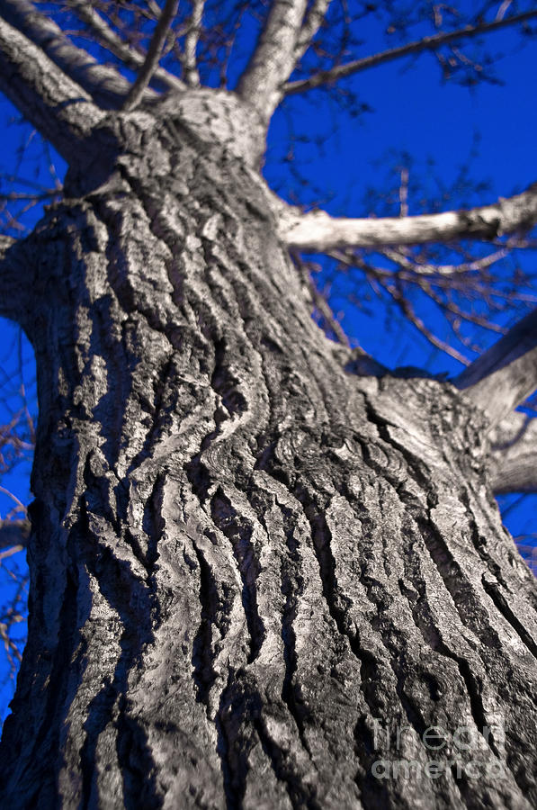 Tree Texture Photograph by Terry Elniski