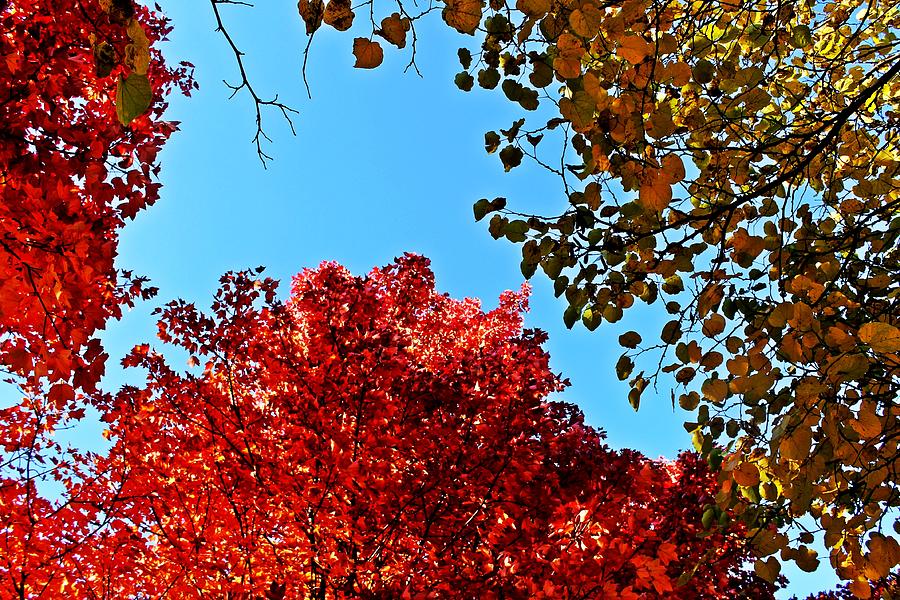 Autumn Colors Photograph - Tree Tops by Alina Skye