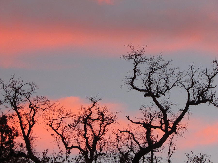 Sunset Photograph - Tree tops  by Debra Madonna