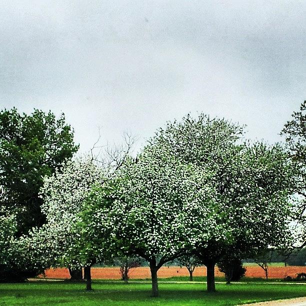 Nature Photograph - #tree #trees #floweringtrees #farm by Kendra Lipscomb