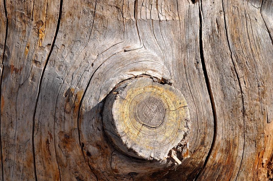 Tree trunk 2 Photograph by Janis Palma - Pixels