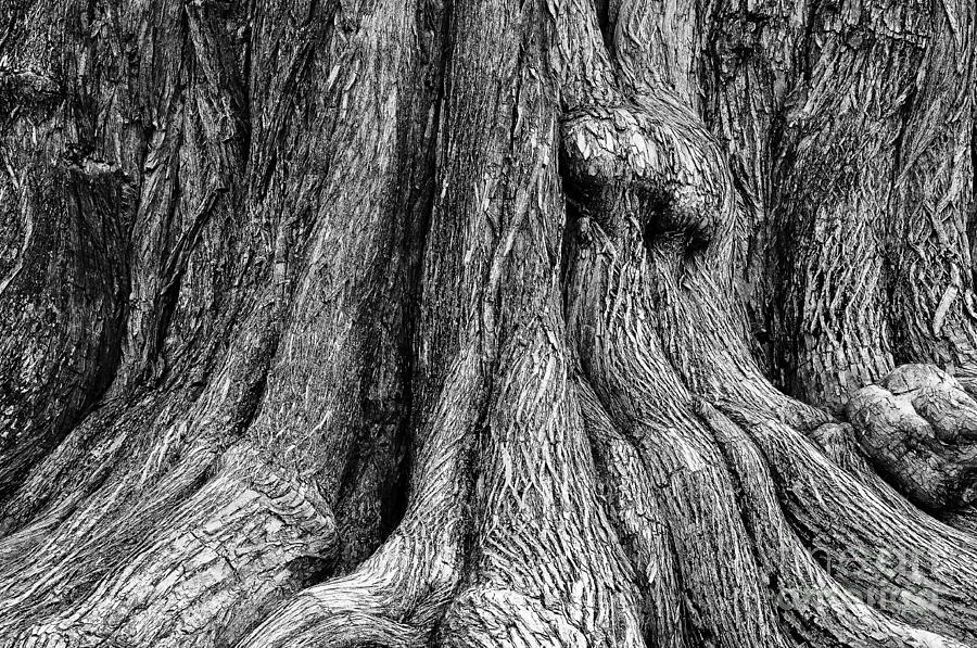 Tree Trunk Closeup Photograph by Danny Hooks