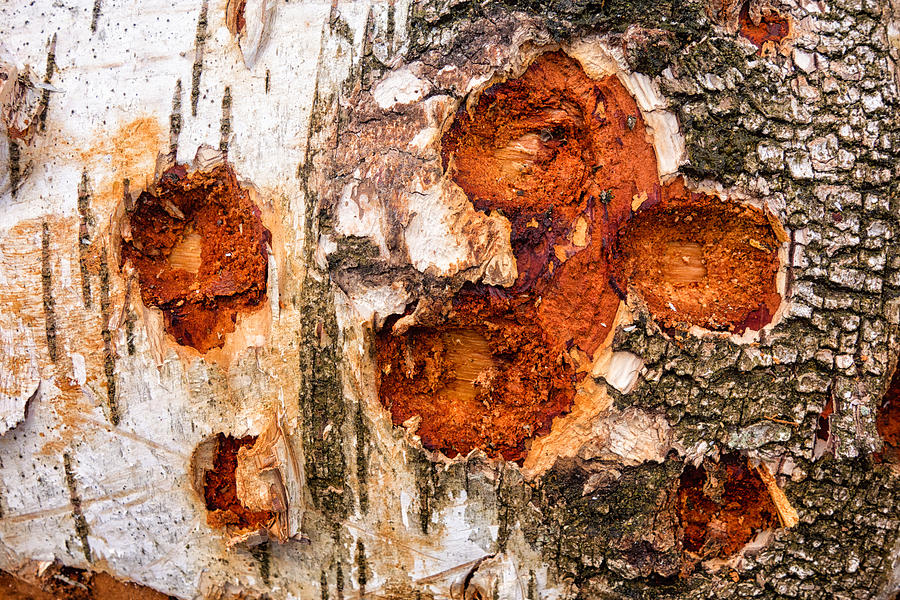 Tree Trunk Closeup - Wooden Structure Photograph