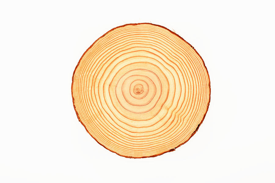 Tree trunk, cross-section, annual rings Photograph by Hiroshi Higuchi