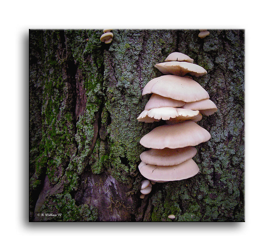 Tree Trunk Fungi Photograph by Brian Wallace