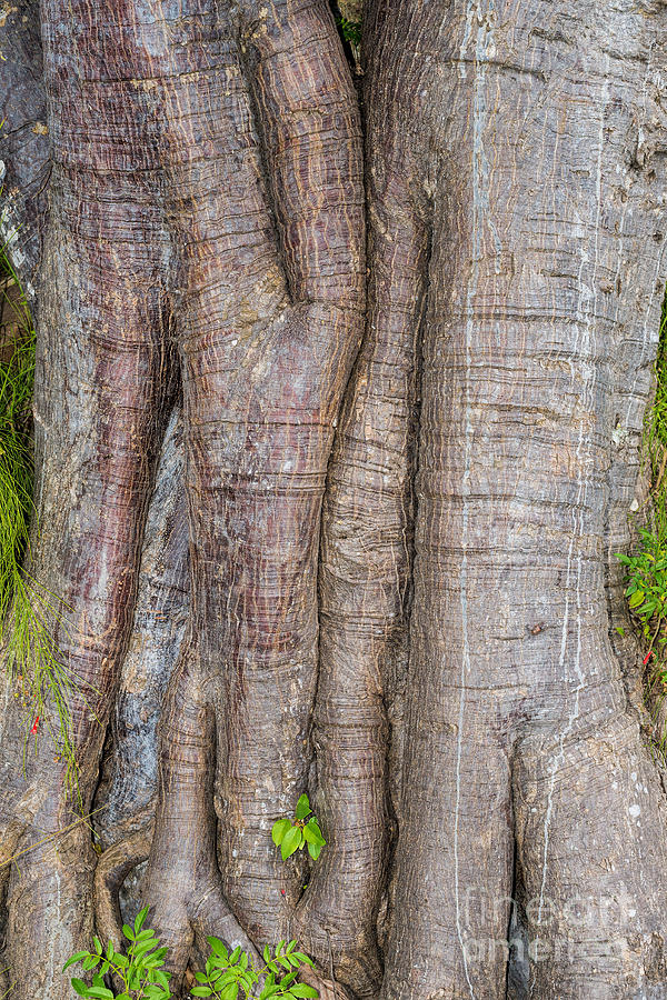 Tree trunk Photograph by Les Palenik