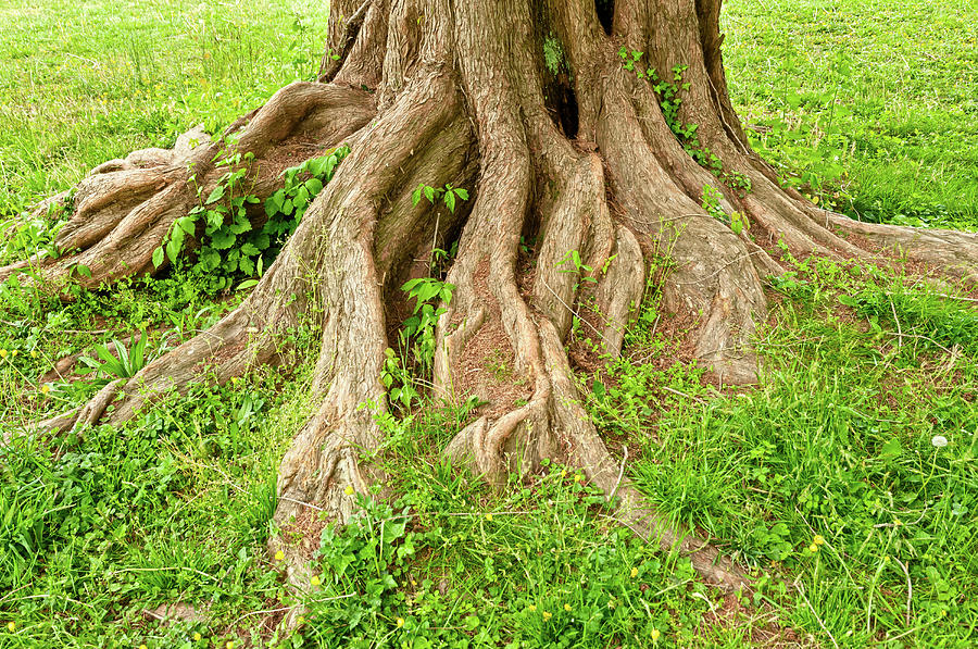 Tree Trunk With Exposed Roots Photograph by Travelif