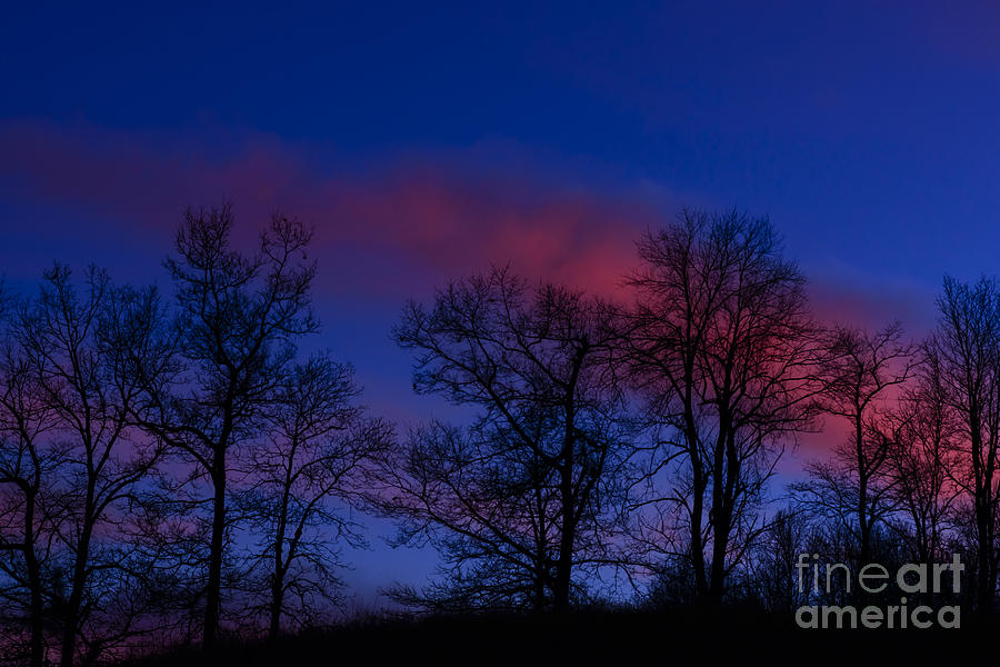 Tree Trunks and Afterglow Photograph by Thomas R Fletcher