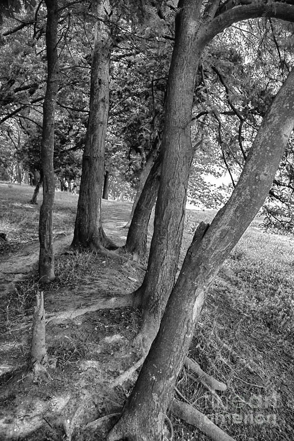 Tree Photograph - Tree trunks by Gabriela Insuratelu
