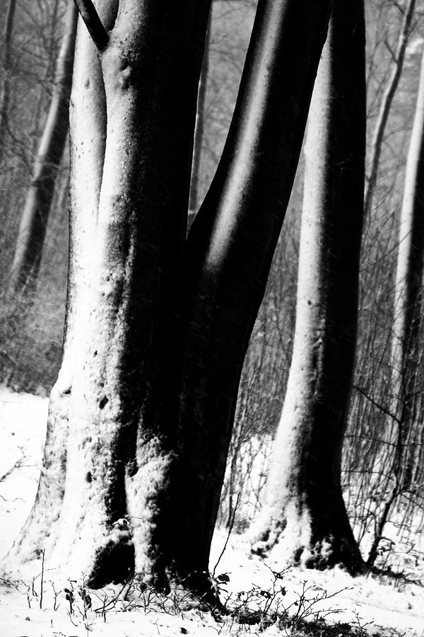 Nature Photograph - Tree trunks in winter under snow in denmark by Jean Schweitzer