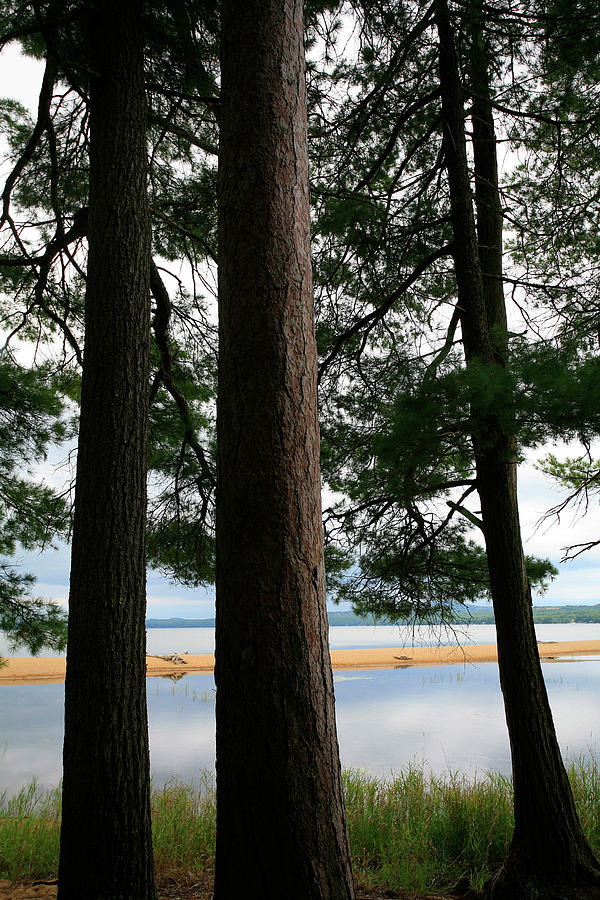 Tree Trunks Near Sebago Lake, Maine Photograph by Chris Pinchbeck Tree Trunks Near Sebago Lake, Maine Photograph by Chris Pinchbeck